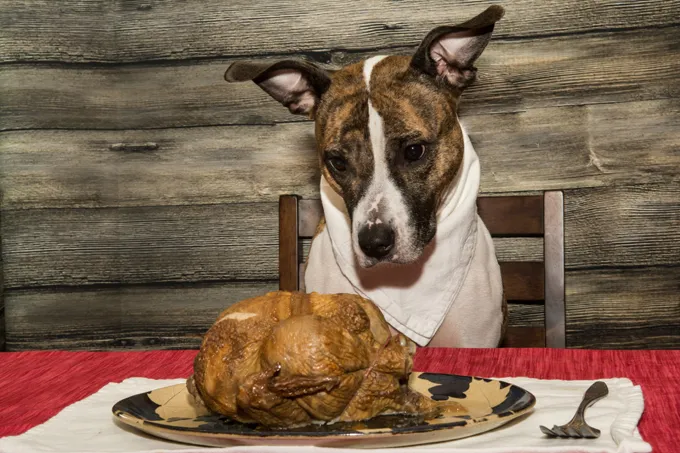 A cute dog begging for the Holiday Feast.