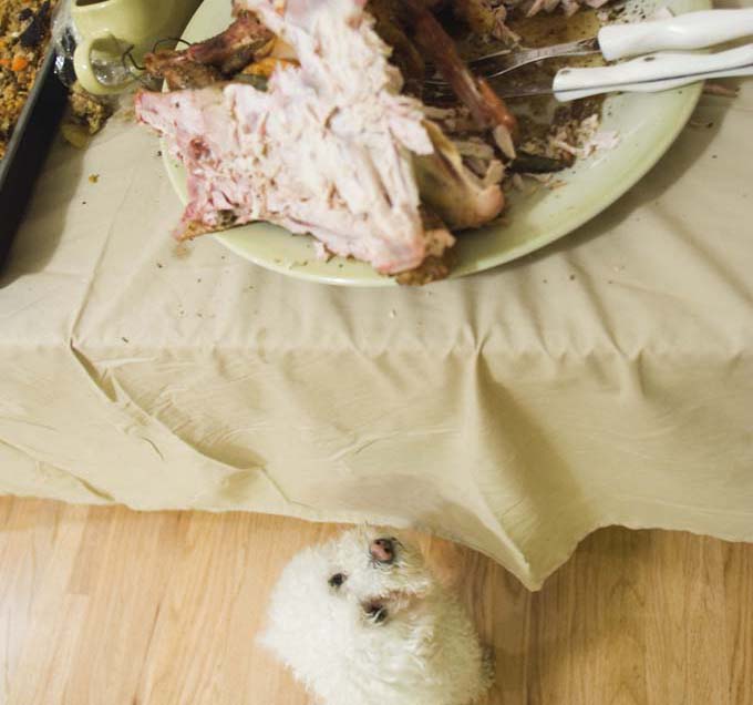 Thanksgiving meal with dog