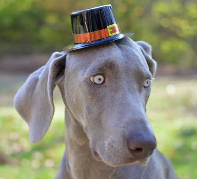 In this image, my pet Weimaraner is outside in the fall wearing a pilgrim Thanksgiving hat. This image is part of my "Thomas Hats" series which is holiday/season themed.