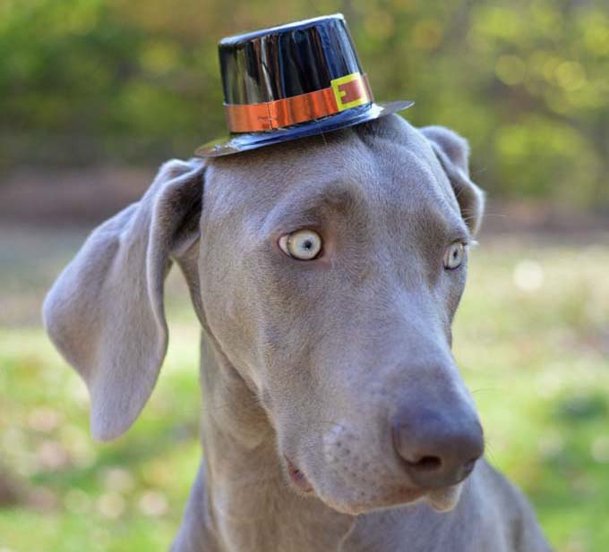 29 Dogs Ready To Celebrate Thanksgiving With You! [PICTURES] - DogTime