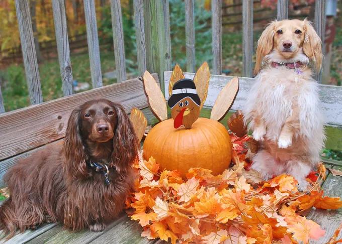Dachshunds next to pumpkin decorated as a Thanksgiving turkey with fall leaves on a deck.
