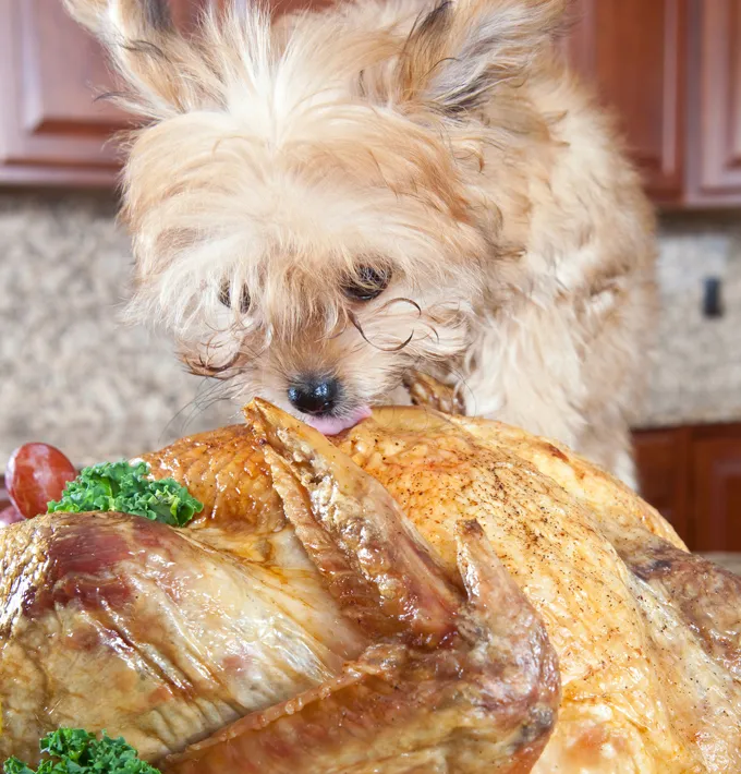 The turkey is bigger than the dog. Rule number one...Don't leave the holiday turkey alone on the kitchen counter! "Forget the Kibble and Bits...this turkey is mine"!