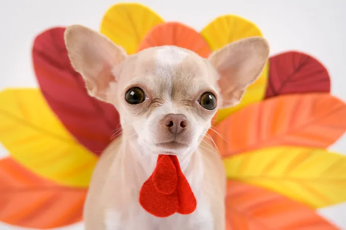little chihuahua dressing like a turkey for thanks giving