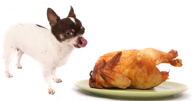 chihuahua and chicken poo on the white background