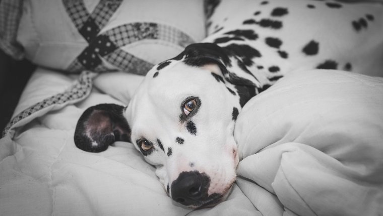 Close-Up Portrait Of Dalmatian Dog Lying On Bed At Home