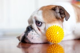 close up dog with plastic ball