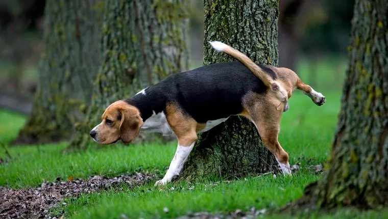 Tricolour Beagle dog urinates against tree in forest. (Photo by: Arterra/UIG via Getty Images)