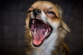 Chihuahua puppy portrait