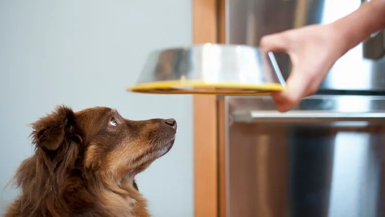 dog looking up at owner holding bowl of food