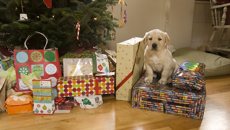 All About Puppies