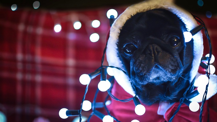 Pug with Christmas lights.