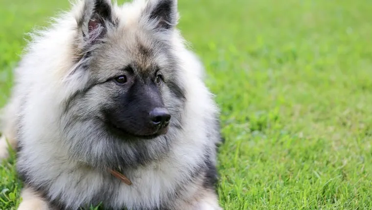 Beautiful, calm Keeshond dog resting outdoors, image with copy space.