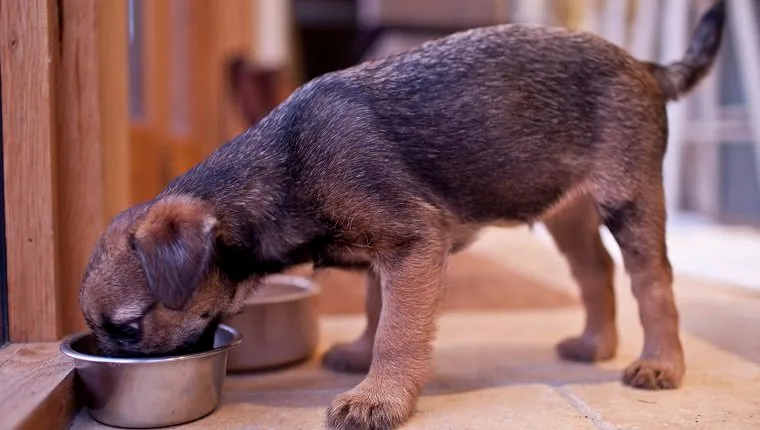 UNITED KINGDOM - NOVEMBER 28: Cute Border terrier puppy 10 weeks old eating from dog bowl (Photo by Tim Graham/Getty Images)