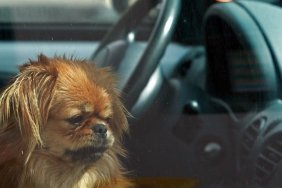 Dog left in the car