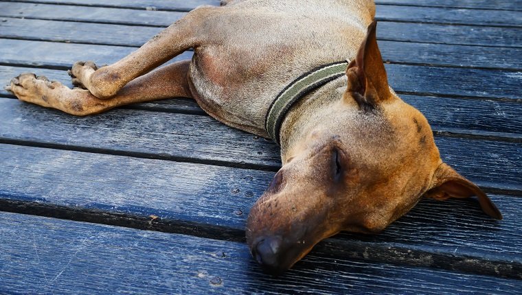 Focus face old dog sleep on wood floor in hot weather