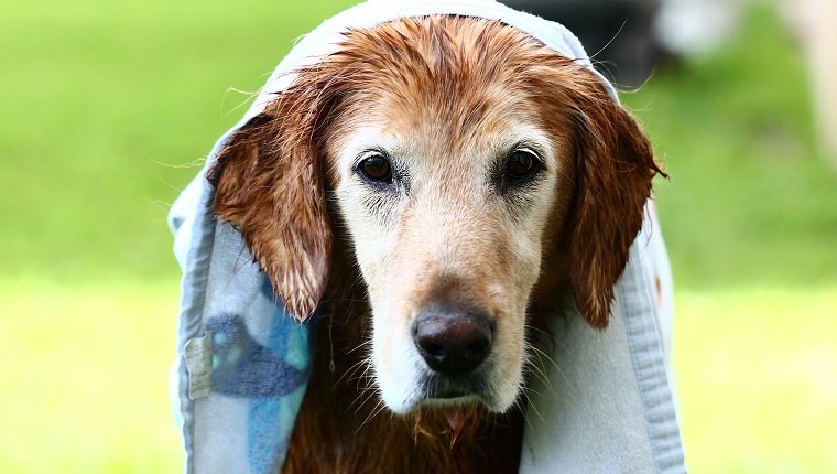 Wet dog with towel on head
