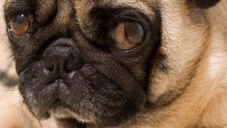 Close up of Pug with Bothered Expression