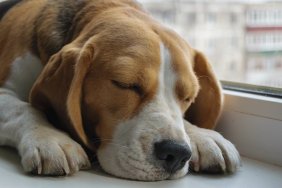 dog Beagle sleeping on the windowsill in the apartment