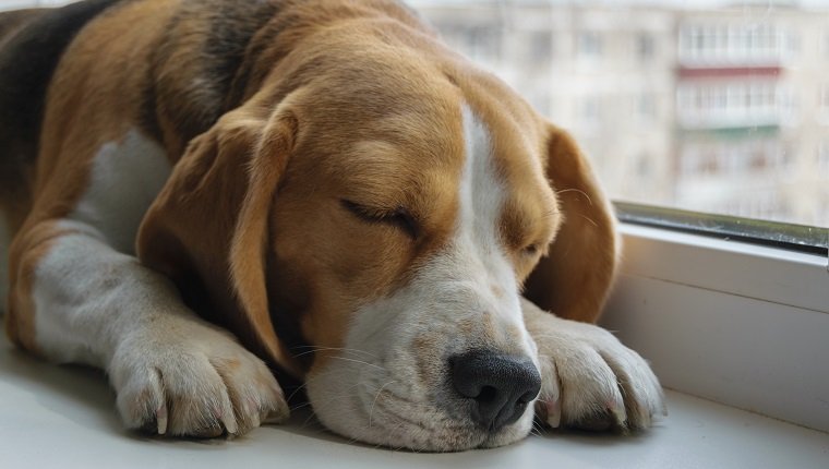 dog Beagle sleeping on the windowsill in the apartment