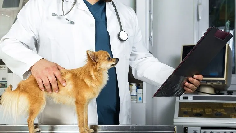 Veterinarian examining medical documents of a dog