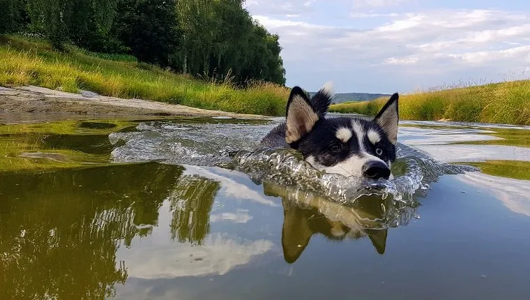 Dog On Lake Against Sky
