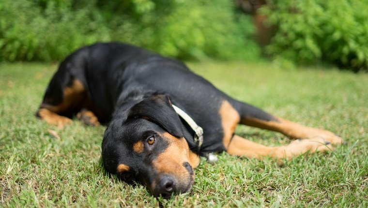 Metabolic Acidosis In Dogs: Symptoms, Causes, & Treatments - DogTime