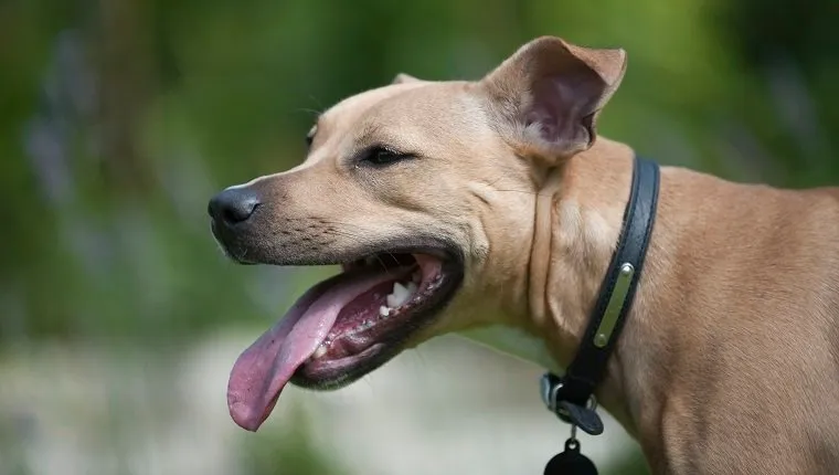 Head of mixed-breed dog wearing dog collar and dog tag, sticking out tongue, close-up, side view