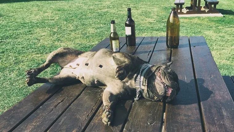 Dog fainted from drinking alcohol