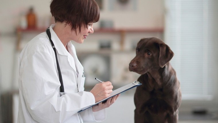 Mycoplasma Infection In Dogs Symptoms Causes And Treatments Dogtime