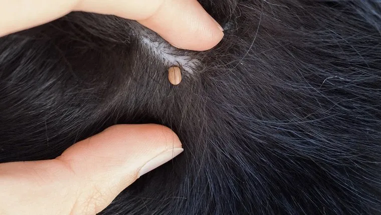 A tick sucking blood from a black dog, two fingers are pushing the fur aside to show the parasite.