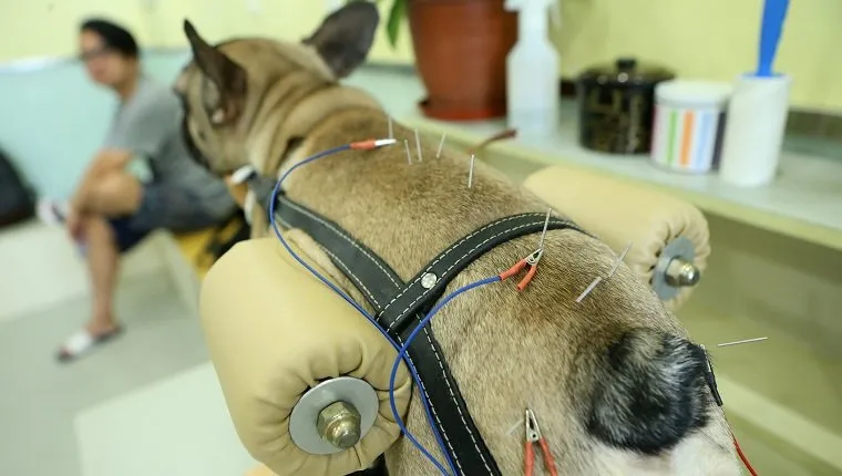 SHANGHAI, CHINA - AUGUST 27: A dog receives acupuncture at a pet treatment center on August 27, 2017 in Shanghai, China. A pet treatment center uses acupuncture and smoking wormwood to relief pains in bodies of dogs and cats in Shanghai. (Photo by VCG/VCG via Getty Images)
