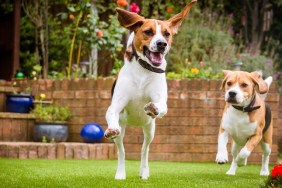 beagle dog running on some grass in park or garden