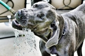 Thirsty Great Dane Drinking Water From Hose