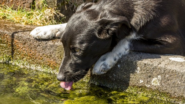 Can Eating Lawn Grass Cause Excessive Thirst In Dogs photo