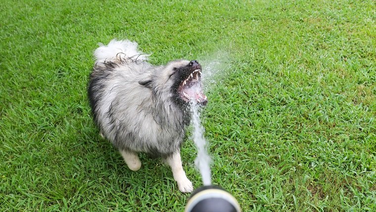 Image showcasing Polydipsia (Increased Thirst) In Dogs: Symptoms, Causes, & Treatments ...