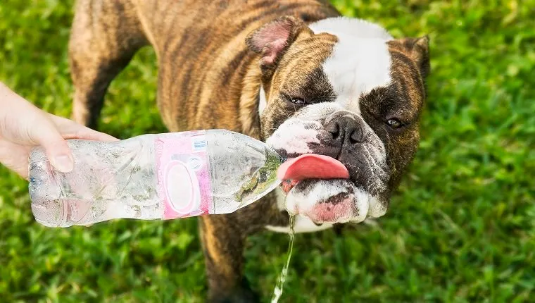 Close-up of a dog drinking water from a bottle held by a persons hands