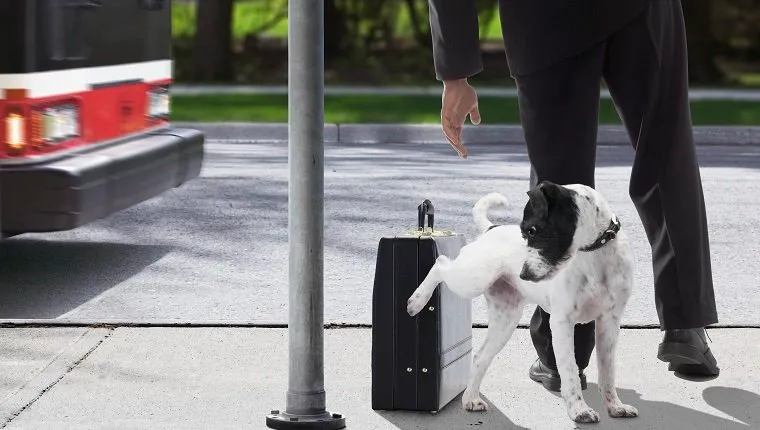 Dog urinating on businessman's briefcase at bus stop (blurred motion)