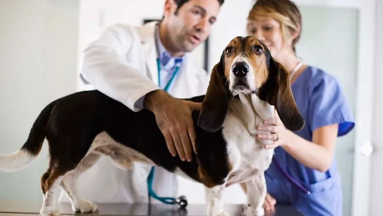 Veterinarians with a dog