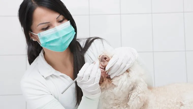 Veterinarian cleaning dogs teeth in animal hospital