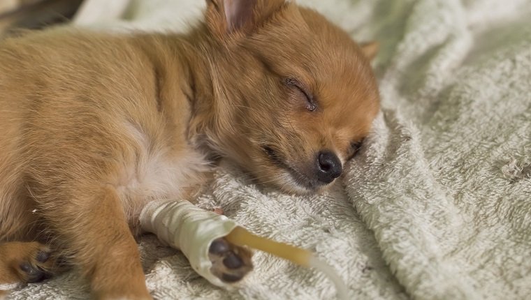 puppy with saline fluid therapy