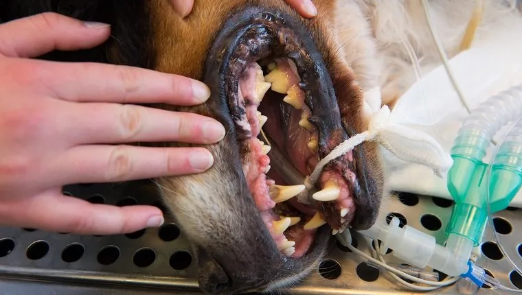 Dog with open beak at the operating table for dental care