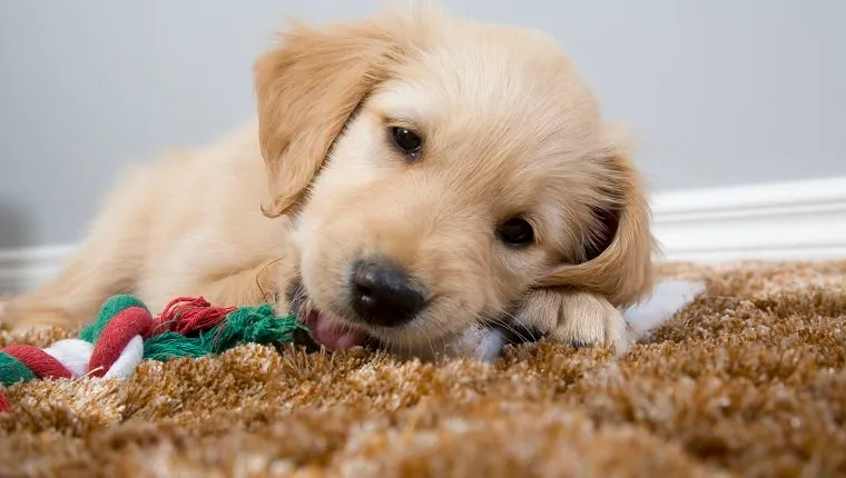 A cute puppy chewing his toy on the rug.