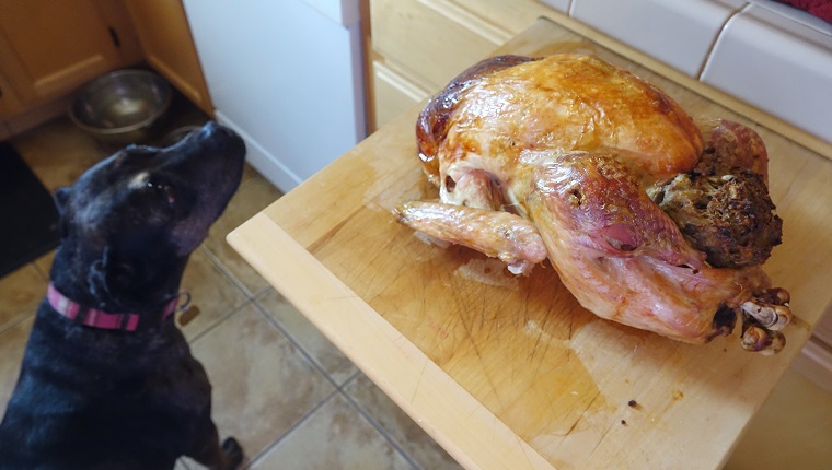 The family dog checks out the holiday bird, hoping for some turkey and stuffing.