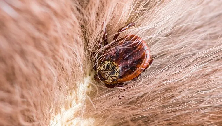 Encephalitis or Lyme Virus Infected Tick Arachnid Insect on Animal Macro