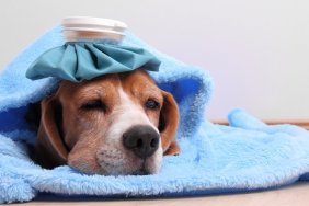 Little dog with ice pack and blanket lying on the floorSome other related images: