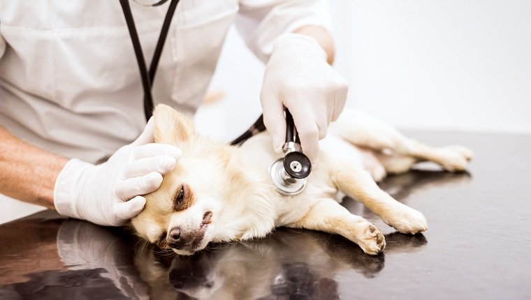 Close-up of vet examining dog in clinic