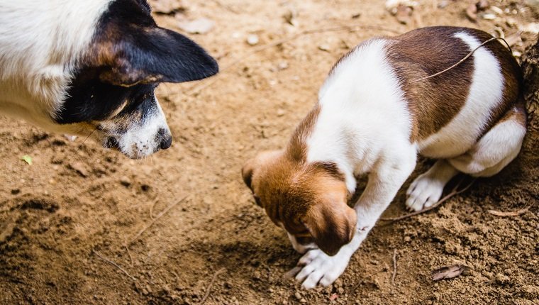 A mother dog watches her puppy (with white and brown fur) playing in the soil