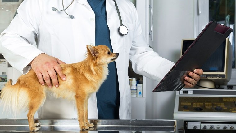 Veterinarian examining medical documents of a dog