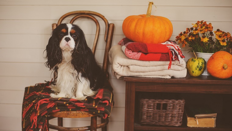 cavalier king charles spaniel dog sitting on chair in wooden country house with seasonal autumn decoarations, pumpkins and knitted blankets