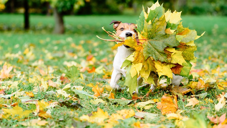 Dog running with autumnal bouquet
